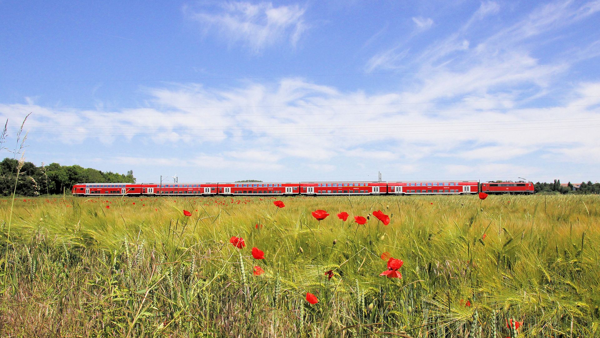 Roter Regionalzug fahrt durch ein Feld mit Mohn