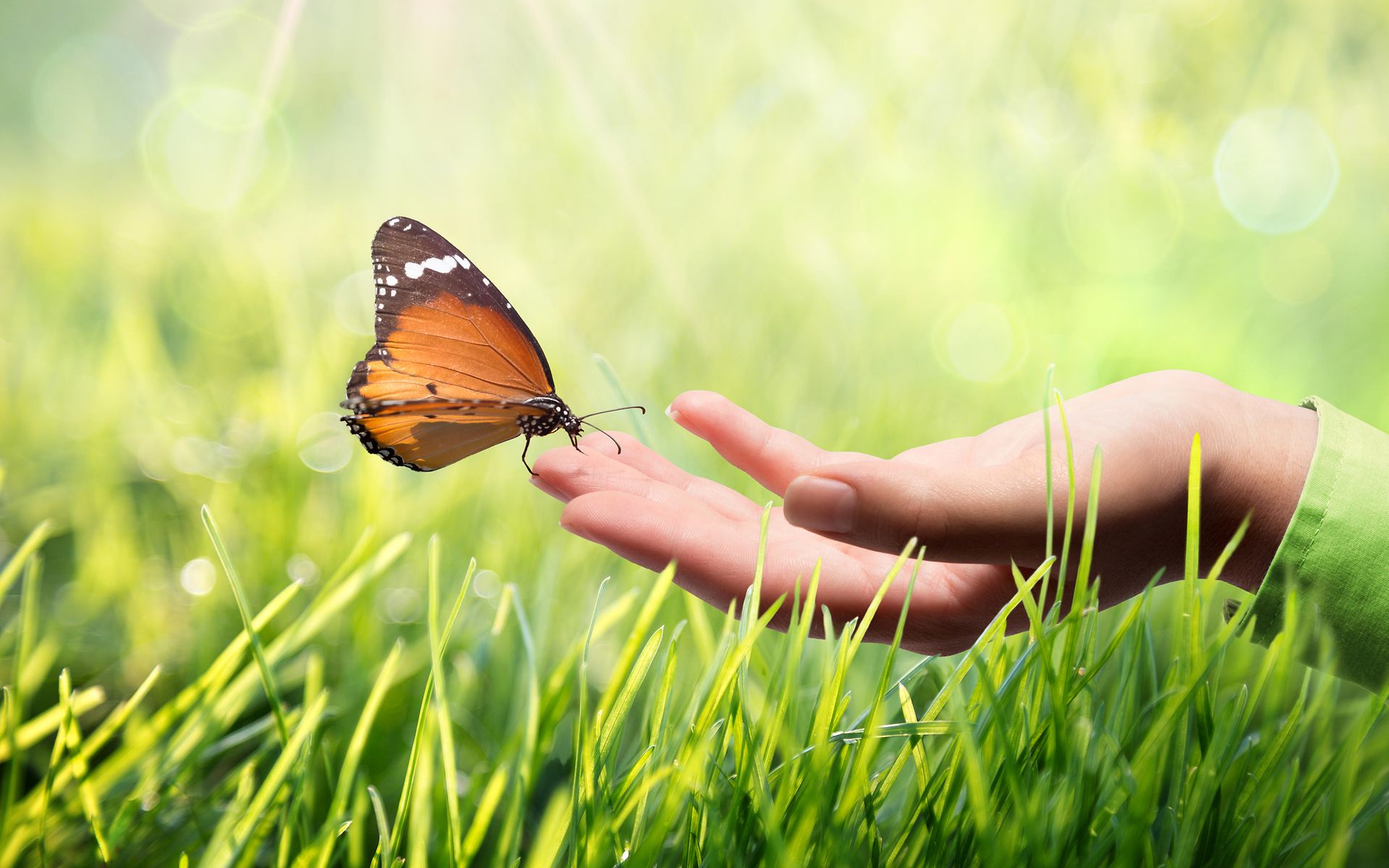 Schmetterling auf Hand von Frau in Wiese
