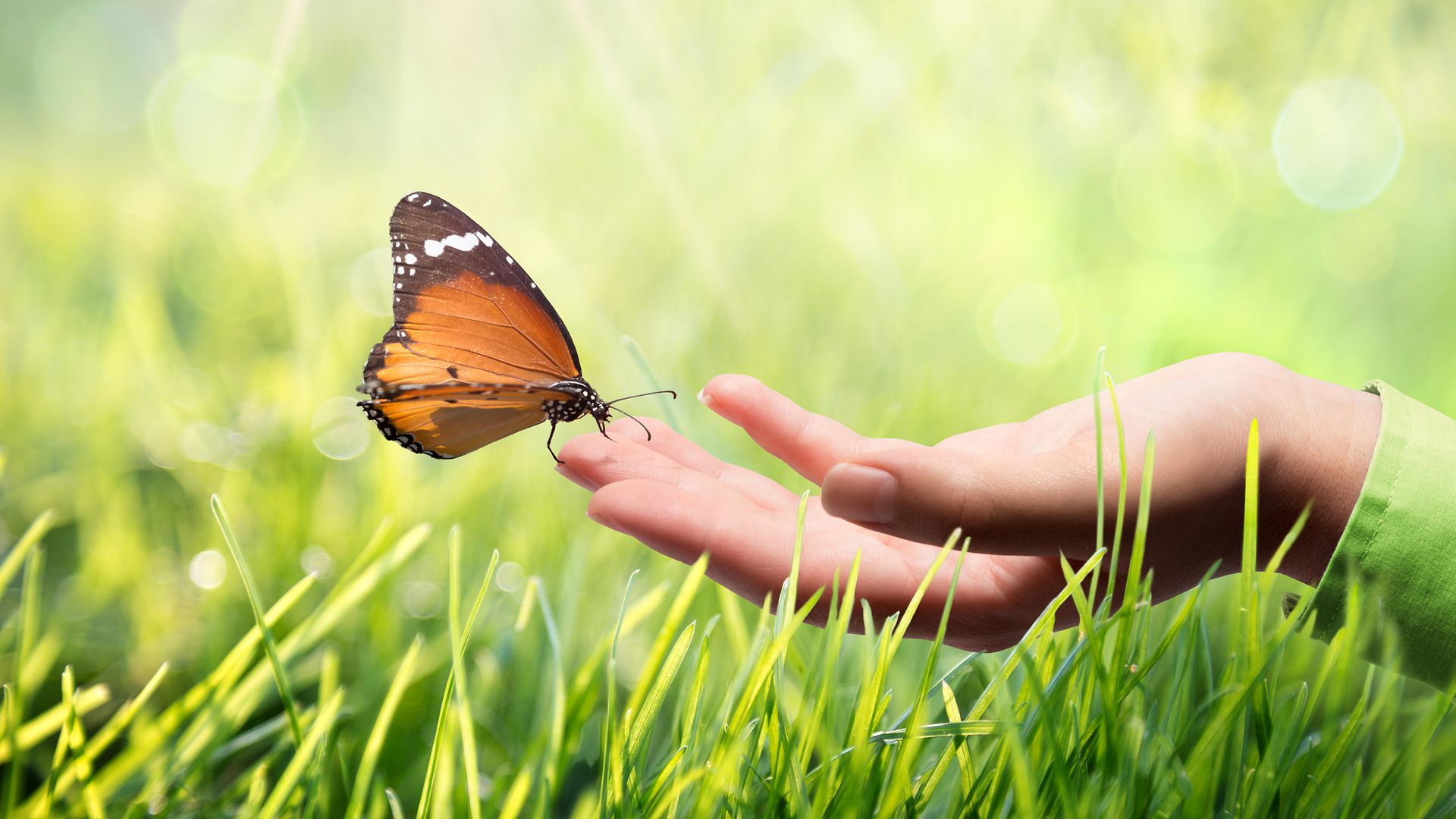 Schmetterling auf Hand von Frau in Wiese