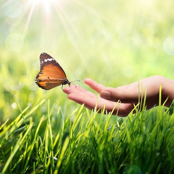 Schmetterling auf Hand von Frau in Wiese